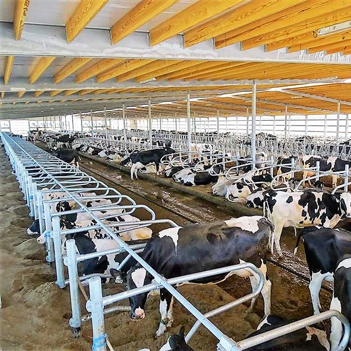 Cattle Free Stall Cattle Free Stall