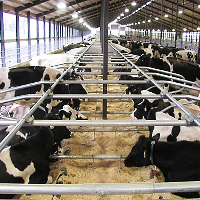 China cow free stalls China cow free stalls