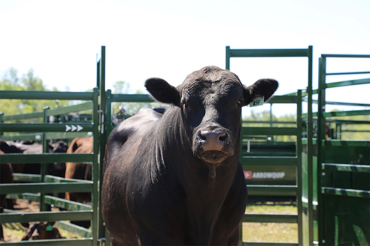 manual cattle head gate factory