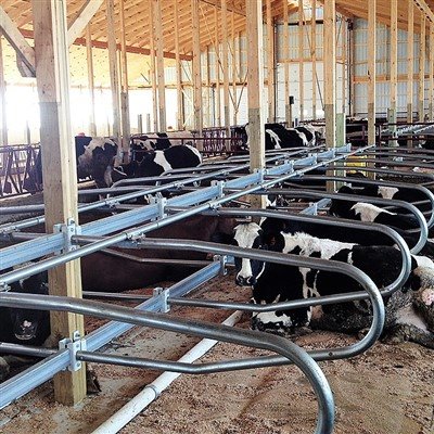 Economic Benefits of Cow Free Stalls: Enhancing Production Performance and Lo...