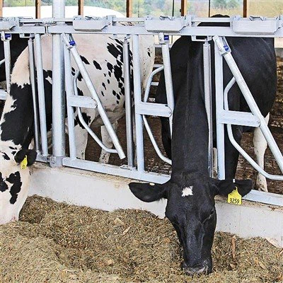 Cow Head Lock